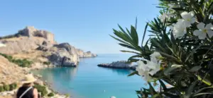 View of coastal are with flowering tree in foreground