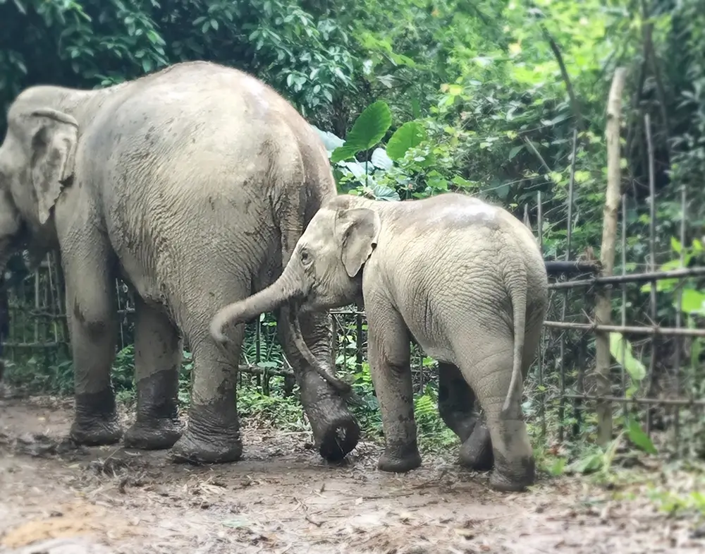 Mother and baby elephants