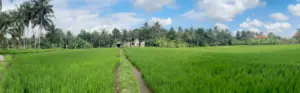 view of a rice field