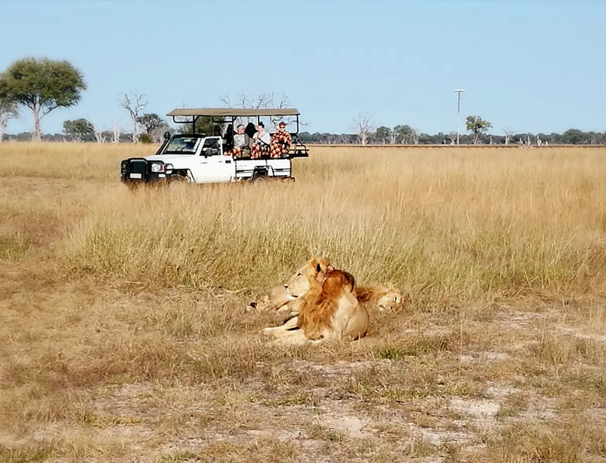 A lion lying in dry grassland, with a safari jeep and spectators in the background