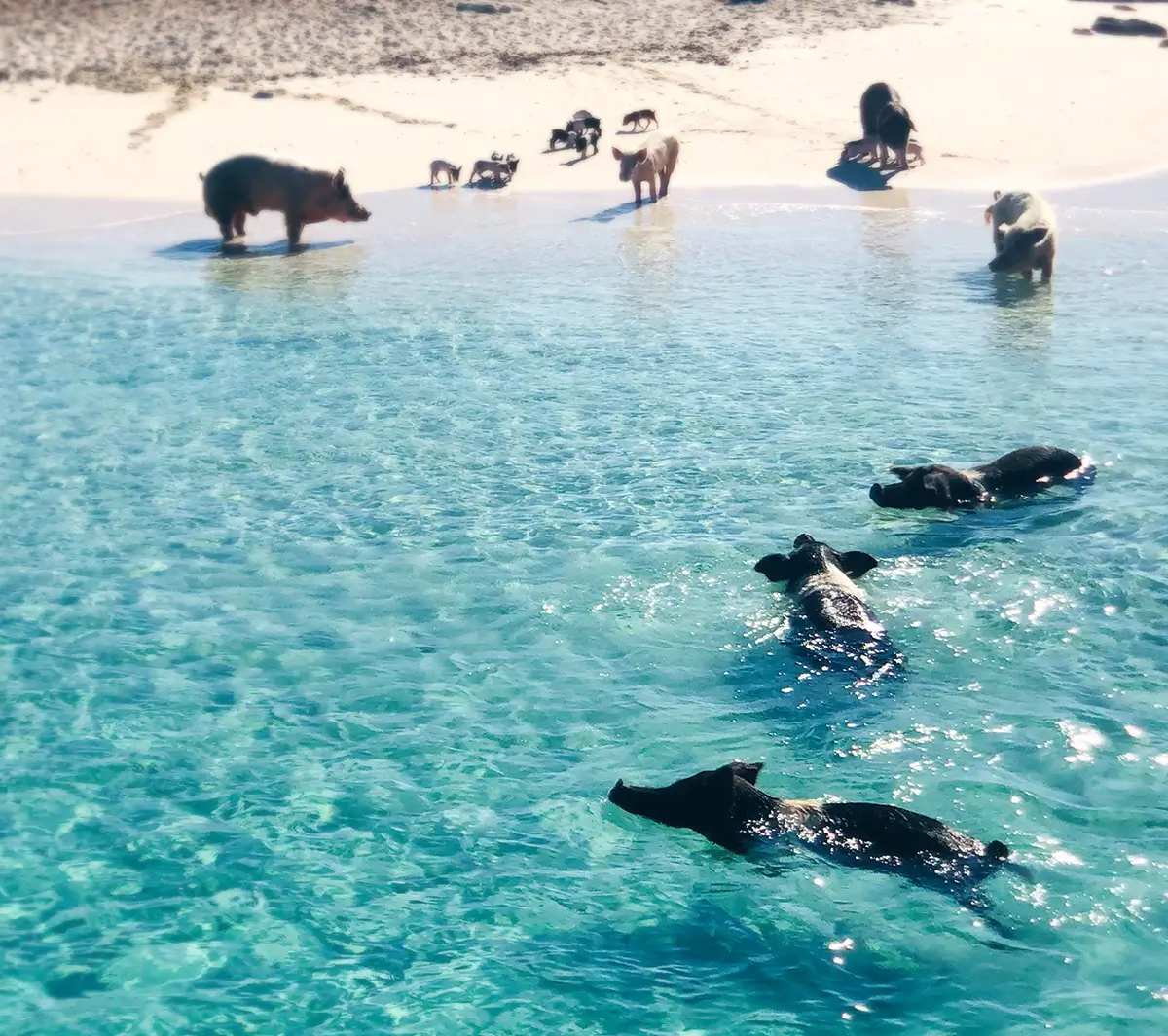 pigs swimming in clear coastal water