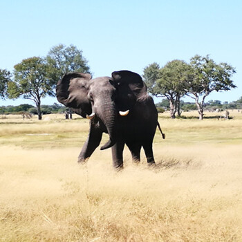 Lydia on safari in Zambia & Zimbabwe Elephant in an African safari