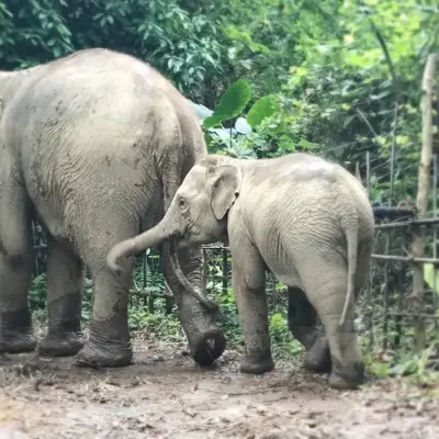 Mother and baby elephants