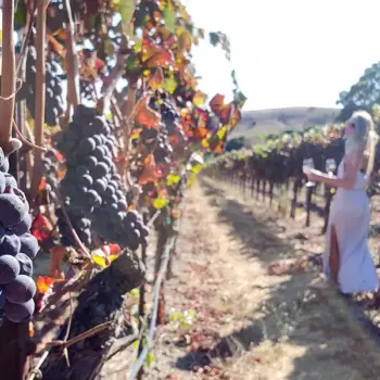 Lydia wine tasting in Napa Valley Dark grapes hang on a grapevine in Napa Valley