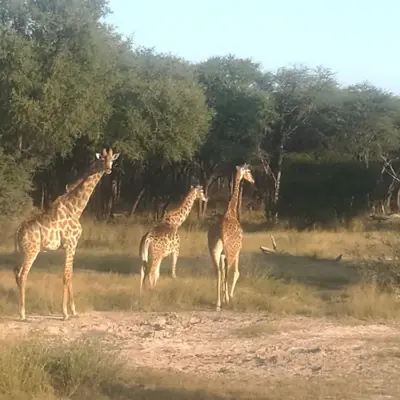 The giraffe in a safari habitat